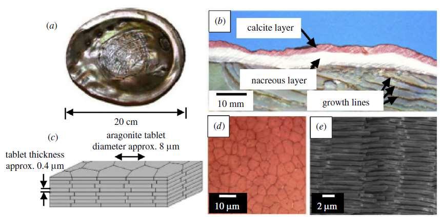 Biomimetic composites learning from nature [1] Biologically inspired crack delocalization in