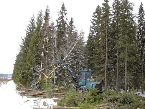 Latvasahattuja puita ei tarvitse korjata heti.