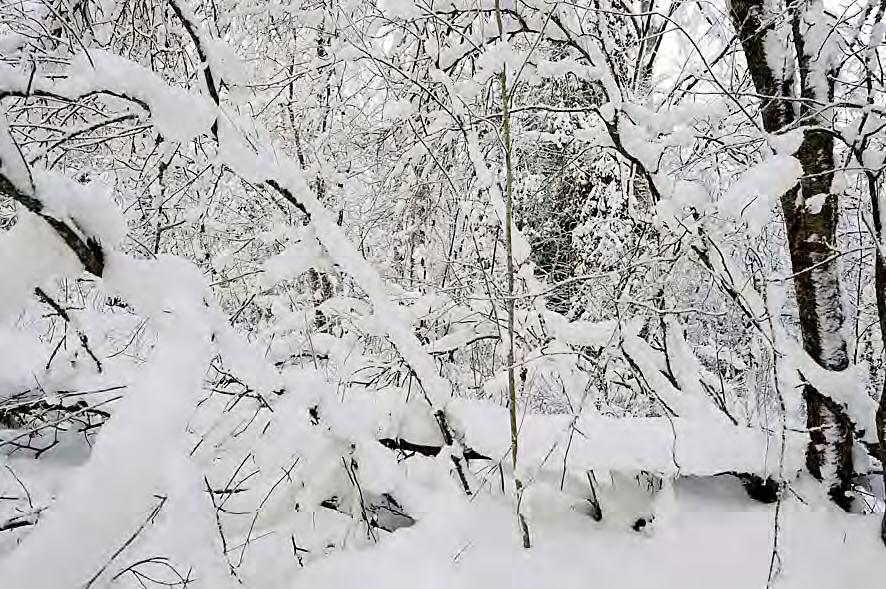 Taimitarhanpuiston lehvästö talven