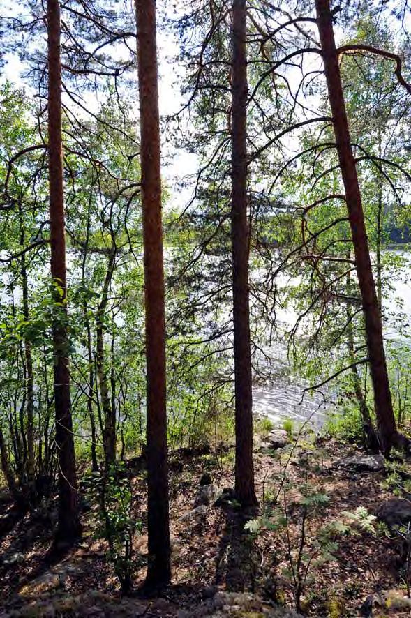 kauneimmista järvimaisemista täällä Sylvöjärven