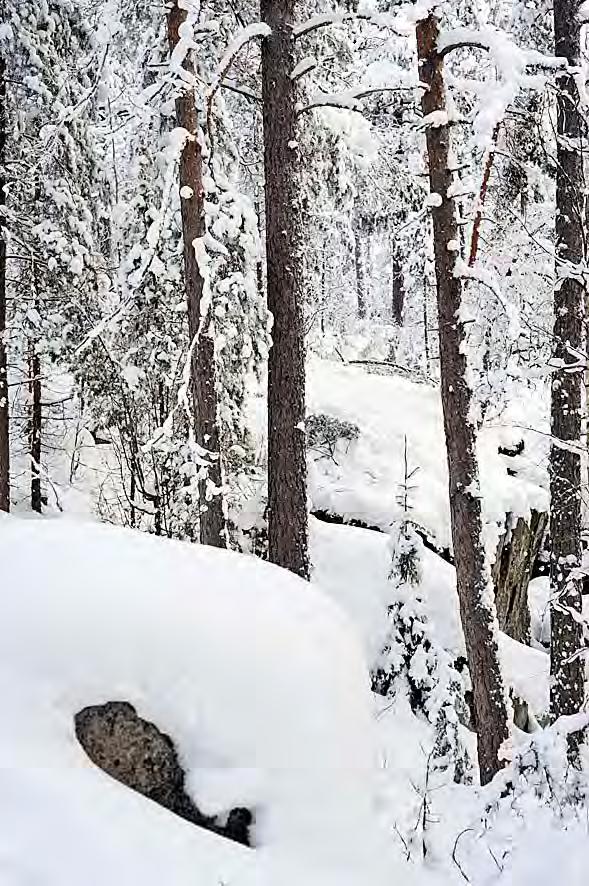 39 Hautaanrannapuiston jylhä rantakallio laskeutuu jyrkkänä ja louhikkoisena Sylvöjärveen. 2010-01-22. Suurehkon palstan Hautaanmäessä Uudenkylän ja Immilän rajaa vasten omistaa Nastolan kunta.