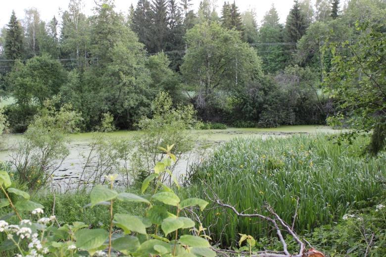 Lammikoihin kerääntyy puron tuomaa humusta, jolloin sitä ei pääse jokeen asti kovin runsaasti. Kuva 8: Ensimmäinen lammikko Loimijoentieltä päin Kuva 9: Joen puoleinen lammikko 2.