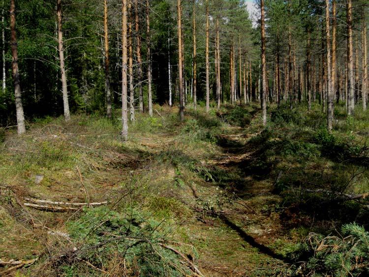 Päivitetyn luokituksen