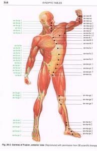 24 ajatellaan aktivoituvan aiheuttaen lihassolujen supistumisen ja sitä kautta oikean liikkeen.