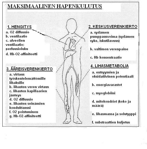 16 Hengitystoimintaan liittyvät tekijät. Korkeassa ilmatilassa keuhkorakkuloiden ja keuhkojen verenkierron välinen PO2-pitoisuus vähenee, mikä voi vaikuttaa keuhkojen diffuusion heikkenemiseen.