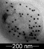 Da välillä (kaveoliinin koko 21kDa). Lisäksi nähdään CAV-1 proteiinin komplekseja välillä 50kDa - 60kDa. 1.3.