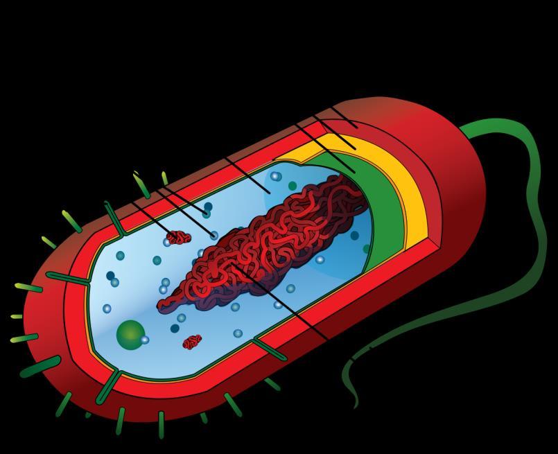 Mikrobilääkkeiden toimintaperiaatteet Bakteereihin vaikuttavat lääkkeet: Bakteerin soluseinämän synteesin esto Beetalaktaamiantibiootit (penisilliinijohdannaiset, kefalosporiinit) Solukalvon