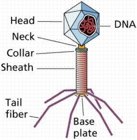 Mikrobilääkkeiden toimintaperiaatteet Virus elää infektoimassaan solussa ja käyttää sitä proteiinisynteesiinsä.