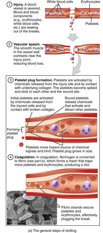 Hyytymisjärjestelmä hemostaasi primaari Primaari (nopea) käynnistyy verisuonivauriosta tai vaurioituneiden endoteelisolujen indusoimana molemmissa verisuonen seinämä paljastuu Von Willebrand