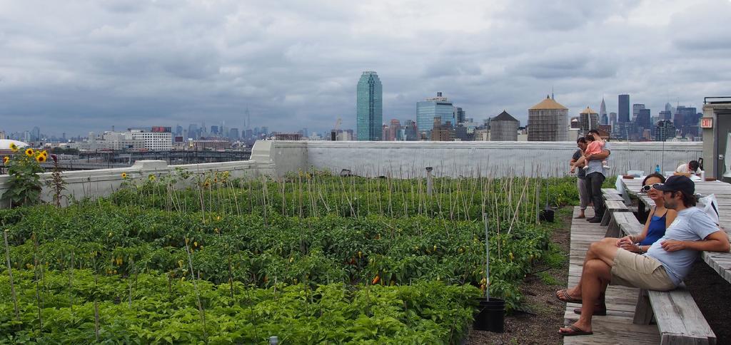 Kaupunkiviljely Ruokakilometreistä ruokaaskeliksi: tuoreempia ja kypsempiä kasviksia Näkyvä viljely kasvattaa tulevaisuuden