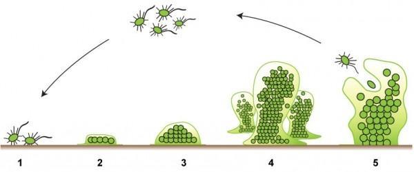 Stenotrophomonas Enterobacter Klebsiella Sphingomonas 5 HELI LANKINEN BIOFILMI Mikrobien