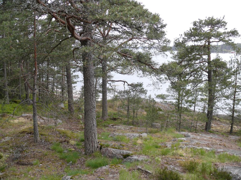 24 Käärmesaaren pohjoisrantaa.