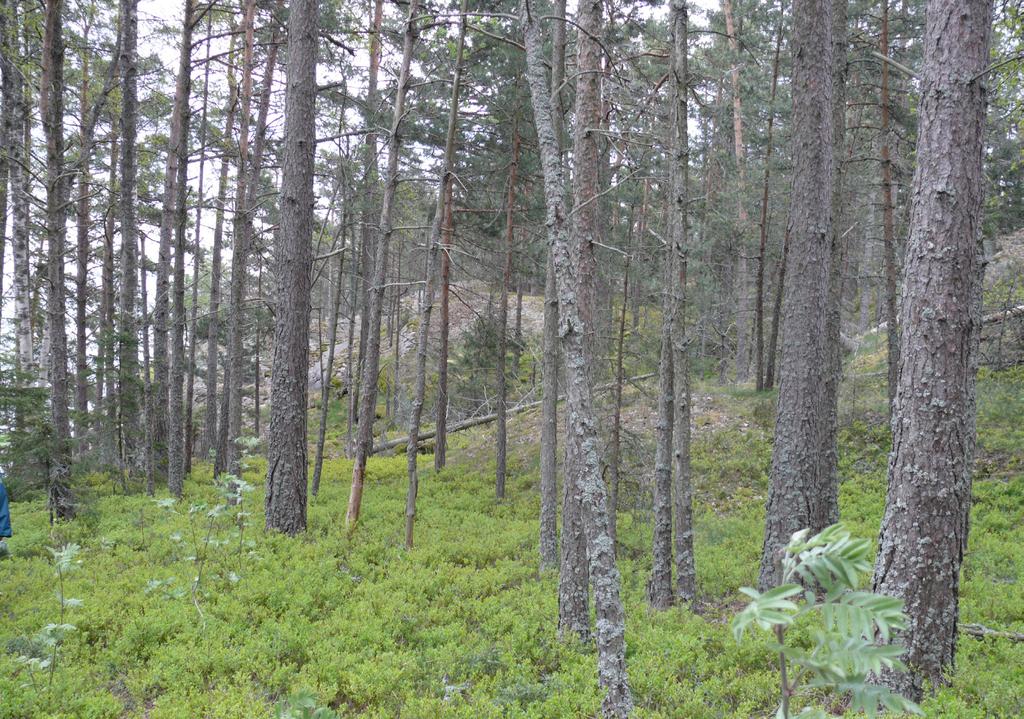 5 1. Johdanto Käärmesaari sijaitsee Espoon kaupungin alueella, Lauttasaaren lounaispuolella aivan Helsingin rajan tuntumassa.