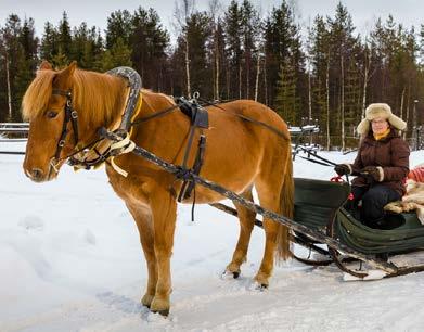 fi/yhdistykset/tohmo PISARA PIENLENTOKENTTÄ SARRION AMPUMA-ALUE SAKSALAISTEN SOTARAUNIOT Sotarakennelmat kiinnostavat ja ihmetyttävät myös perheen