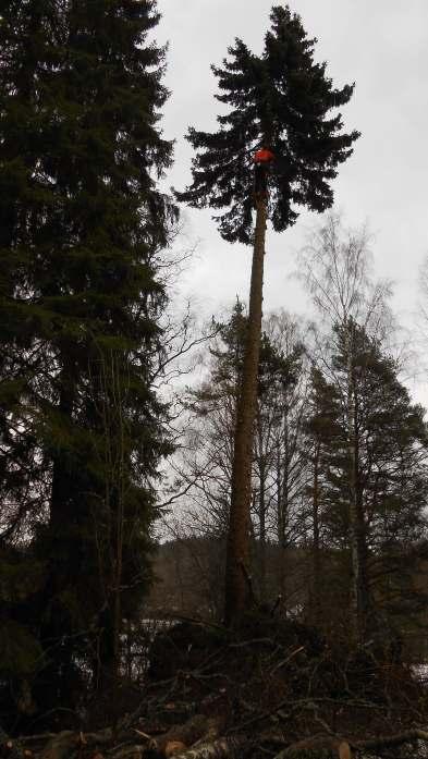 KYLÄLLÄ TAPAHTUNUTTA PUUNKATO KYLÄTALOLLA.. Kuusen karsintaa yläilmoissa YHDESSÄ TEKEMISEN ILOA - Kylätalon talkoot.. Kylä täloämme on jo pitkä ä n värjostänut muutämä suurempi puu.