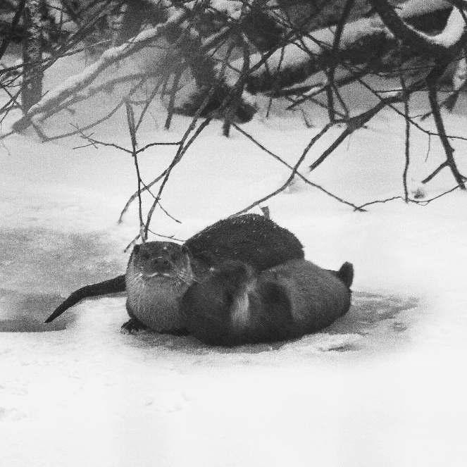Sanna Leposaari Asuessäni jo vuottä Kosken äsemällä ovät kylä n polut sekä ihmiset tulleet jo tutuiksi, muttä yhteiset täpähtumät ovät hiipuneet pieniksi kylä llä.