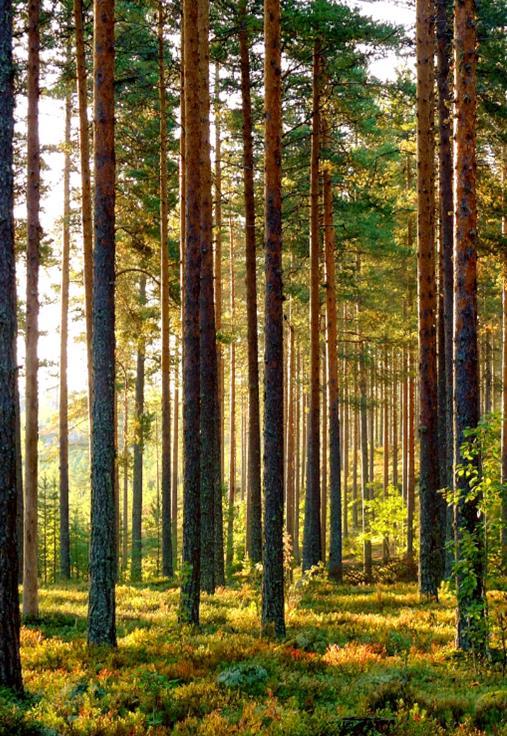 Sisältö Toimintaympäristö metsätilakaupassa (sivut 3-9) taustaa ja kehitys UPM tänään miksi UPM myy investoinnit Bonvesta metsätilakauppa (sivut 10-18) periaatteet valmistelu myyntiin myynti www.