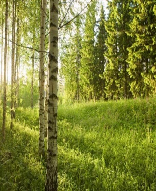 Ajankohtaista Jos olet hankkimassa lisää metsää, nyt on tarjontaa Jos olet myymässä metsätilaasi, nyt on myös hyvä hetki myydä UPM Bonvesta -sopimusmyyjillä on hyvät ostajakontaktit Uusia metsän