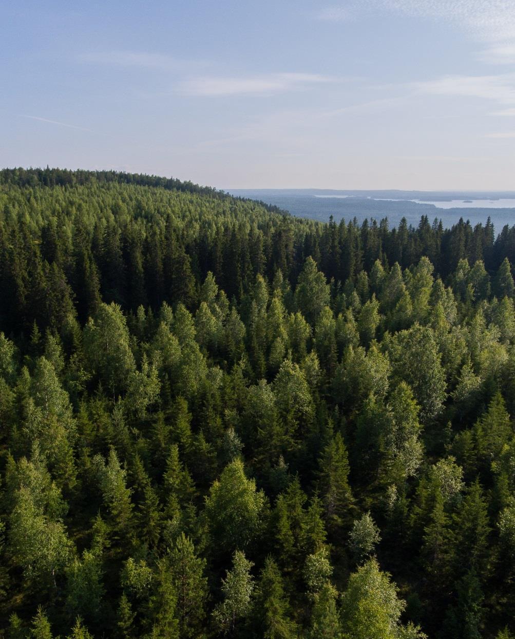 Taustaa metsätilamyynnille Vapaaseen myyntiin ei Suomessa tullut kysyntään nähden riittävästi tiloja (tilanne ennen v.