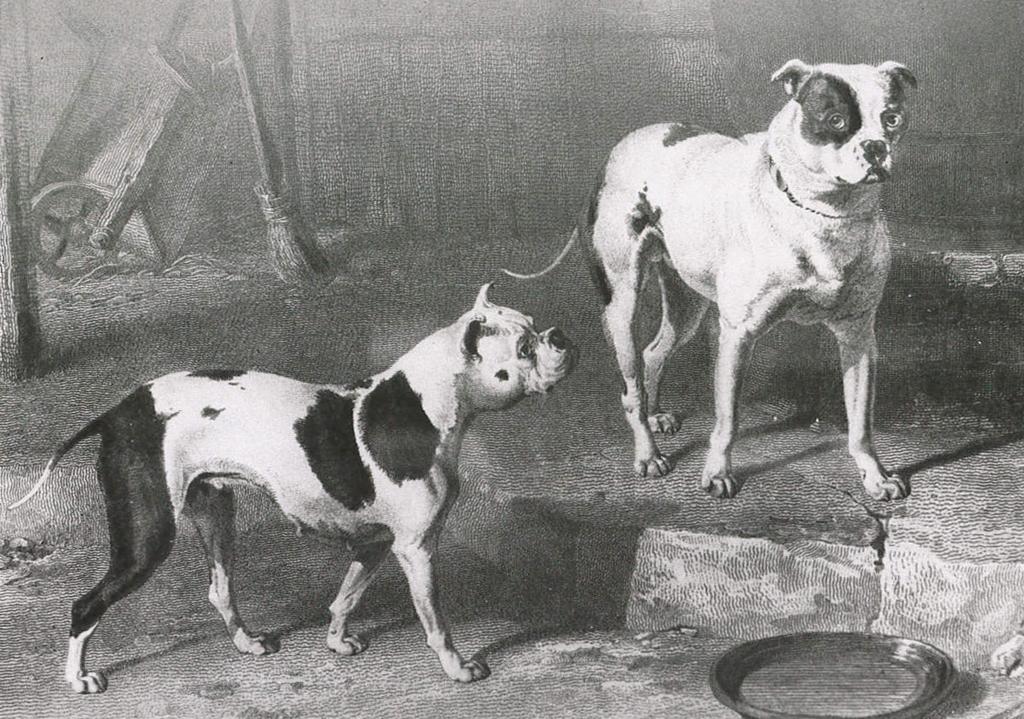2 RODUN TAUSTA Amstaffin muinaiset esiisät ovat mastiffityyppisiä koiria, joita löytyy monien rotujen taustalta.