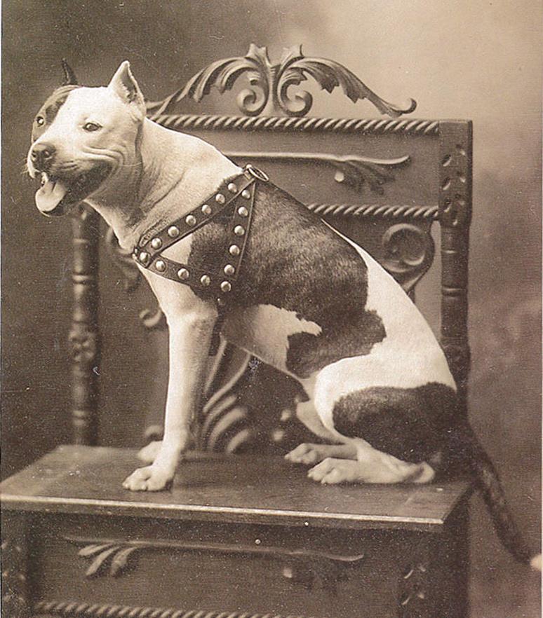 Vaikka rodun taustasta muistetaan pääasiassa koiratappelut, vain suhteellisen harvoja koiria käytettiin tappeluissa.