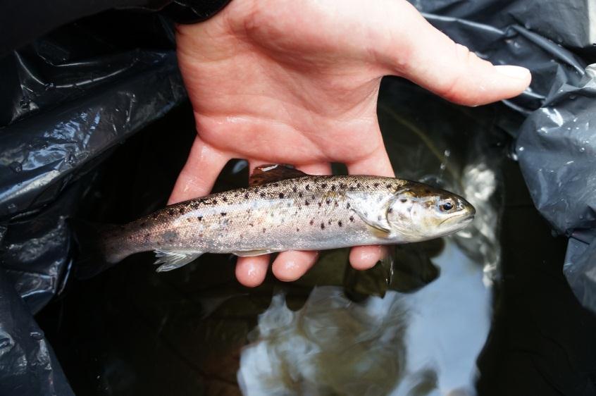 Ylemmän kuvan taimenella on vähän smolttiutumisen