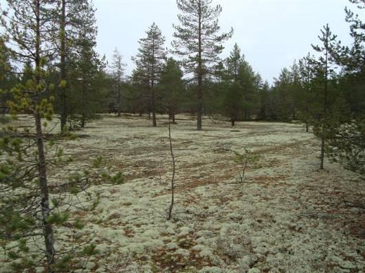 7 (11) 7 SELVITYKSET Karsikkoniemen alueen nykytilasta on tehty useita selvityksiä suunnitellun ydinvoimalaitoksen ympäristövaikutusten arviointimenettelyn (2008) sekä alueen kaavoitusmenettelyjen