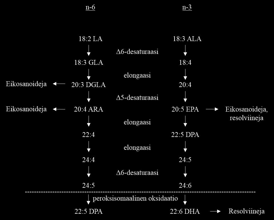 9 ALA ja LA kilpailevat myös muista konversioon osallistuvista entsyymeistä (Burdge ja Calder 2005). Kuva 1. N-6- ja n-3-rasvahappojen konversio (Muokattu: Arterburn ym. 2006).