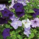 Exotic Garden luettelo 2018 Yksivuotiset kukat 0800 101 PETUNIA hybrida grandiflora 0800943 Petunia F1 Aladdin Nautical mix Sekoitus