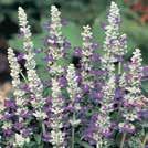 25 siem 10-30 30 Y 7-10 SALVIA coccinea 0800884 Punasalvia Summer Jewel Red Nopeakasvuinen. Kukkii runsaasti. Loistavanpunaiset kukat.