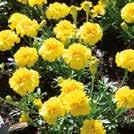 70 siem 15 6-10 Exotic Garden uettelo 2018 Kestävä TAGETES patula 0800493 Ryhmäsamettikukka Mr Majestic Fleuroselect-laatua.