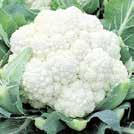 HInta 5,95 3-5 10 siem 7-10 HInta 6,95 BRASSICA oleracea L. ssp. botrytis var. 0903037 Kukkakaali All the Year Round Keskiaikainen.