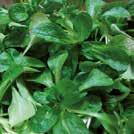 Erittäin hyvänmakuinen ja -laatuinen sekä mehevä. Avomaalle tai kasvihuoneeseen. 2-6 250 siem SALSOLA komarovii Japaninotakilokki 5-6 60 siem 10-20 30 7-8 SPINACIA oleracea L.