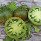 10 siem 200 7-10 SOLANUM lycopersicum Tomaatti Oxheart 0907041 Kulttuuriperintö vuodelta 1925.