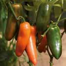 Exotic Garden luettelo 2018 Vihanneskasvit 0900 147 CAPSICUM annuum Paprika F1 Takila UUTUUS 2018 5 siem 20-30 50 7-10 HInta 7,95 0999043 Uutuus 2018.
