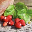 Exotic Garden luettelo 2018 FRAGARIA x ananassa 0999167 Puutarhamansikka F1 Tristan Isot, kirkkaanpunaiset hedelmät ja syvän kirsikanruusunpunaiset kukat.