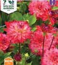 DAHLIA x pinnata 1100057 Koristedaalia Go Go Peach Uutuus 2017. Mehevän oranssina kukkiva GoGo-daalia on pirteä väriläiskä.