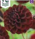 DAHLIA x pinnata 1100282 Koristedaalia Caproz Pizzazz Täyteläiset lilanvalkoiset kukat komeissa varsissa kutsuvat omistajakseen.