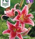 Liljoja voi kasvattaa myös ruukussa. 4-5 7-8 100 1 kpl 16/18 LILIUM Tarhasarjalilja Navona 1100139 Valkoisissa kukissa on jotain todella erikoista.