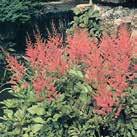 Puutarhaperennat 0700 ASTILBE arendsii 0700034 Jaloangervo Bunter Zauber Tanakka kasvutapa ja kaunis röyhykukinto. Värisekoitus: mm.