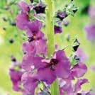 Kasvattaa juurimukulat. VERBASCUM chaixii Tulikukka 0700448 Tanakka päävarsi, joka haaroittuu runsaasti ylhäältä.