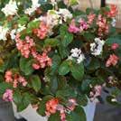 UUTUUS 2018 10-30 40 1-3 6-8 5 pilleröityä siementä BEGONIA x hybrida Begonia F1 Baby Wing UUTUUS 2018 Yksivuotiset kukat 0800 15-30 40 1-3 6-8