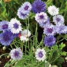4-5, 9 30 7-9 4-5 jm 60-80 6-9 Hinta 2,95 Helppo kasvattaa 4-5, 9 350 siem 80 7-9 Hinta 2,15 CENTAUREA cyanus 0800845 Ruiskaunokki (ruiskukka)
