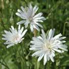 80 3-5 7-10 40 siem CREPIS rubra Punakeltto Snow White 30 6-8 0800859 Täysin valkoiset, tiiviit mykerökukat.
