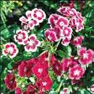 10-30 45 Y 10 pilleröityä siementä DAUCUS carota Koristeporkkana Dara 90 Y-K 3-5, 10-11 6-8 25 siem 0800041 Hentoja purppuranpunaisia,