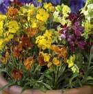 84 ERYSIMUM cheiri Kultalakka Lollipop, 7-8 10-20 20 K 5-8 0800918 Vivahteikas nostalgiasekoitus keltaisia, ruosteen- ja purppuranpunaisia ja valkoisia