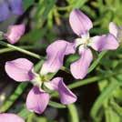 20 Y 6-8 40 pilleröityä siementä MALOPE trifida Maloppi Vulcan 4-5 50 siem 10-30 90 7-9 MATTHIOLA incana Tarhaleukoija Ten Week 4-5 jm 40 7-9
