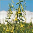 Kasvin sanotaan torjuvan tuholaisia kasvihuoneista. NICOTIANA alata 0800096 Valkotupakka Grandiflora Kulttuuriperintö 1800-luvun alkupuolelta.