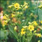 Hieno kukkapenkin tausta- ja keskuskasviksi ja isoon kukkalaatikkoon. NICOTIANA langsdorfii Konsulintupakka 0800179 RHS.