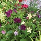 NICOTIANA x sanderae 0800093 Koristetupakka F1 Whisper Rose Shades Korkeissa, pensasmaisissa taimissa on koko kesän valtavasti pieniä,
